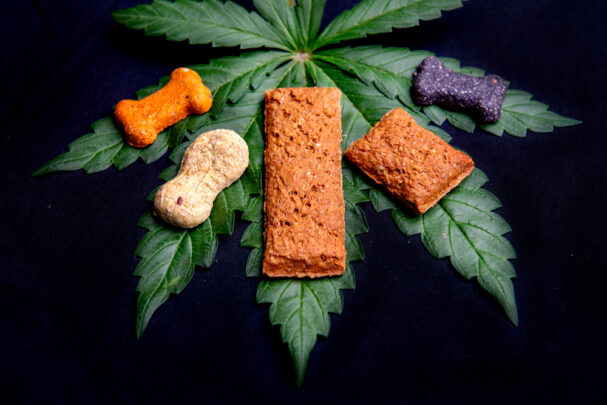 CBD dog treats, Are CBD Treats Safe for Your Dog?