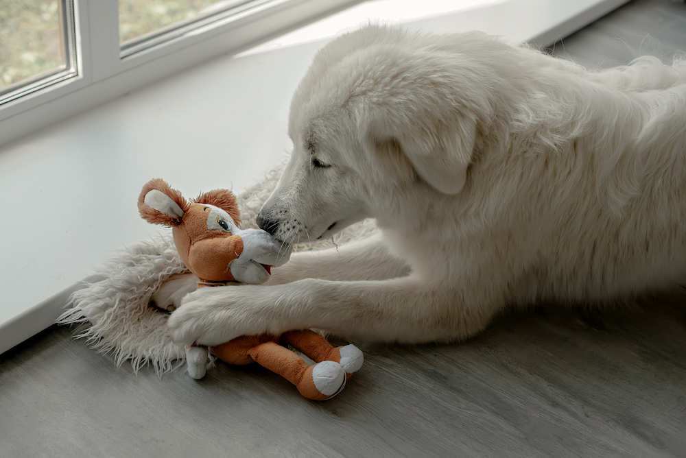 soft dog toy