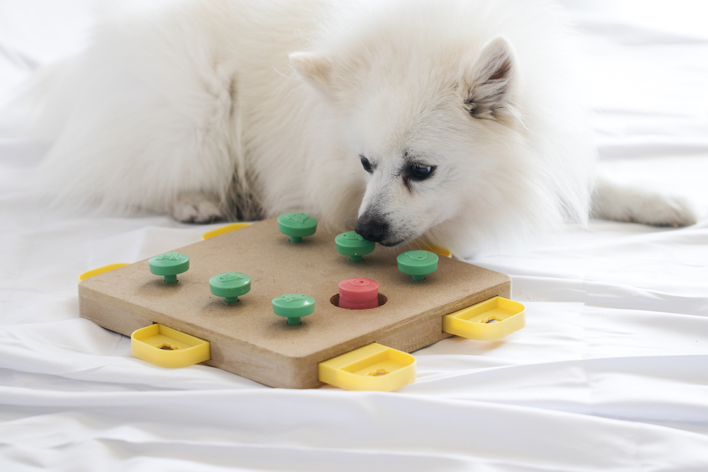 puzzle dog toy