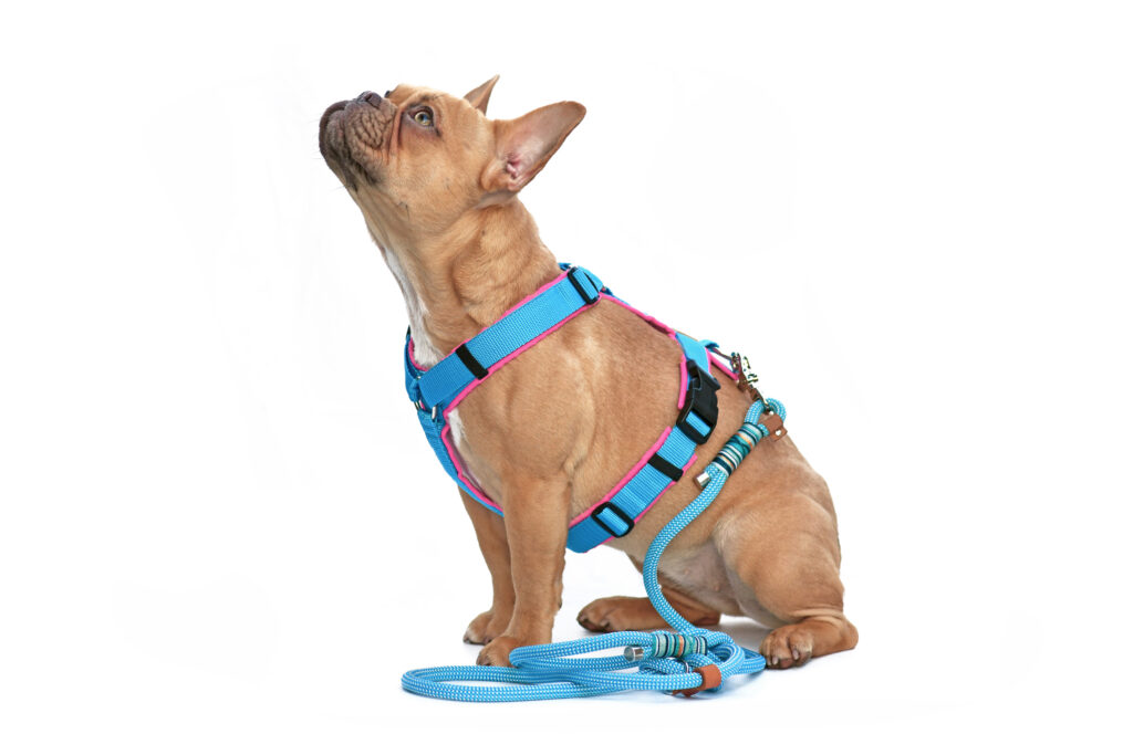 dog harness - Different Types of Dog Collars