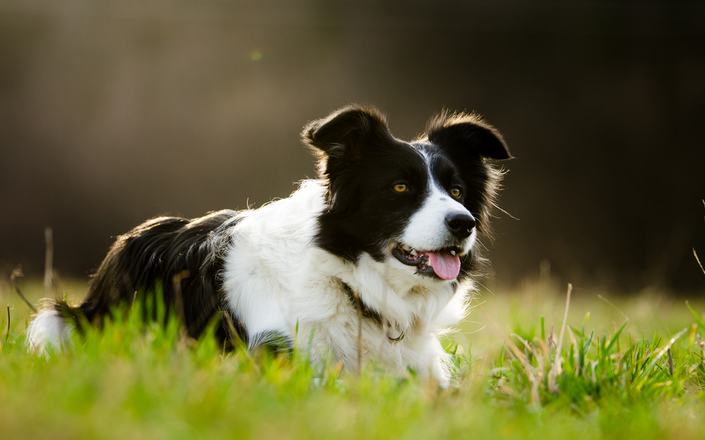 Border Collie, The Top 10 Smartest Dog Breeds