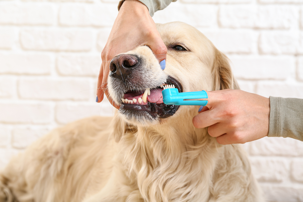 brushing dog teeth, How to Brush Your Dog's Teeth