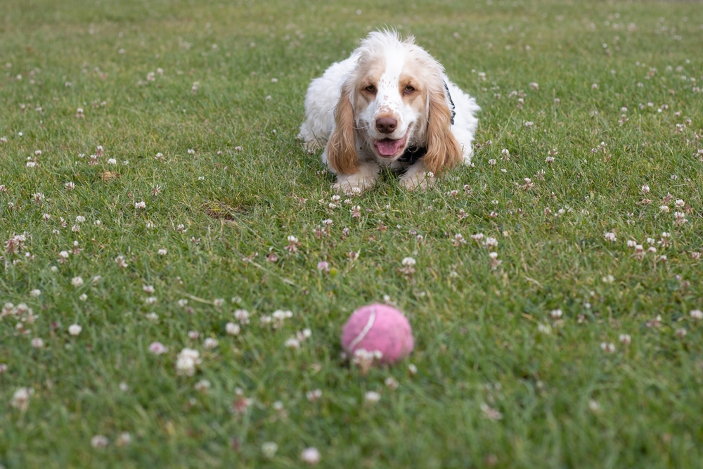 waiting dog, How to Train Your Dog: Basic Commands