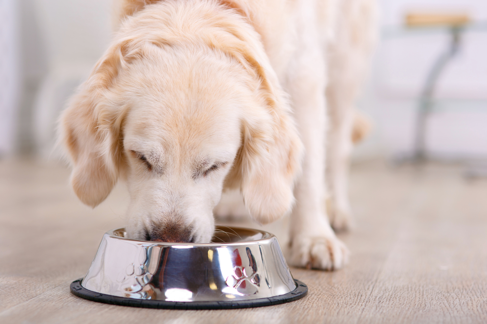 dog eating, How to Take Care of a Dog