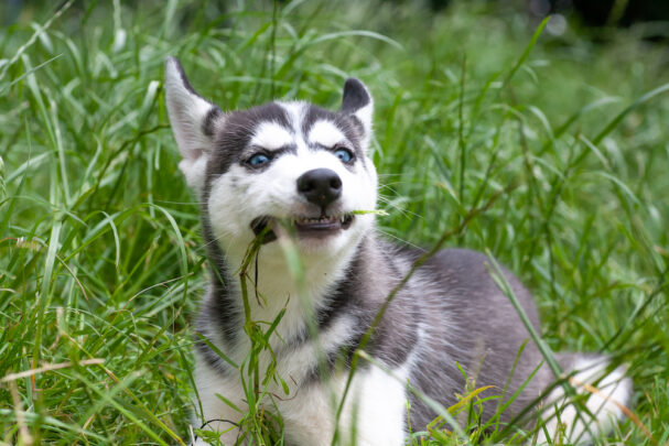 dog eating grass, Why Does Your Dog Eat Grass