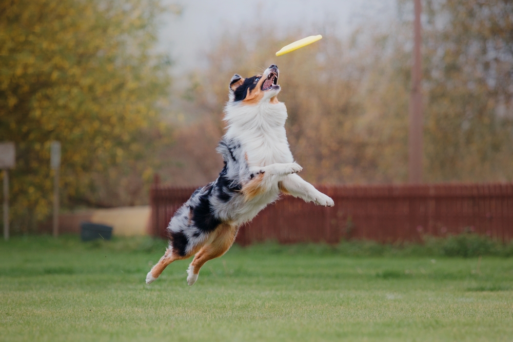 dog catching frisbee, How to Teach Your Dog To Fetch