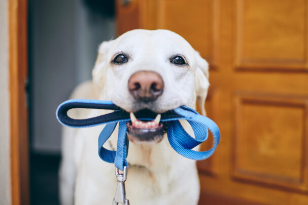 dog waiting for walk, How to Walk Your Puppy