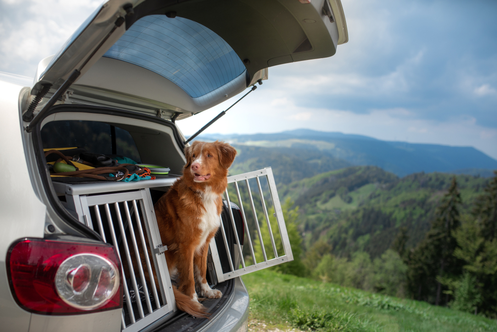 dog in car, How to Travel With Your Dog