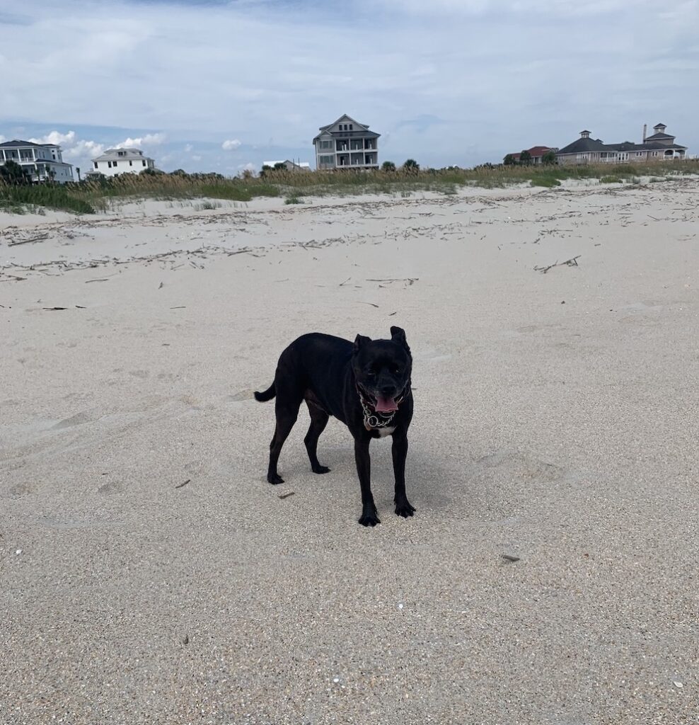 dog-on-the-beach, how to walk your dog off leash