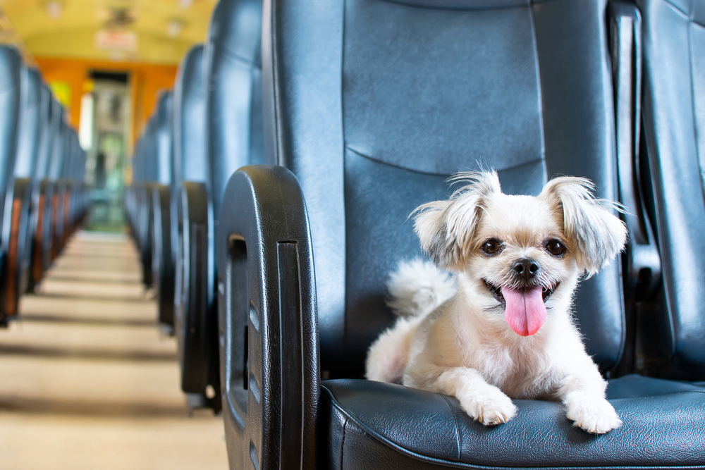 dog on train, How to Travel With Your Dog