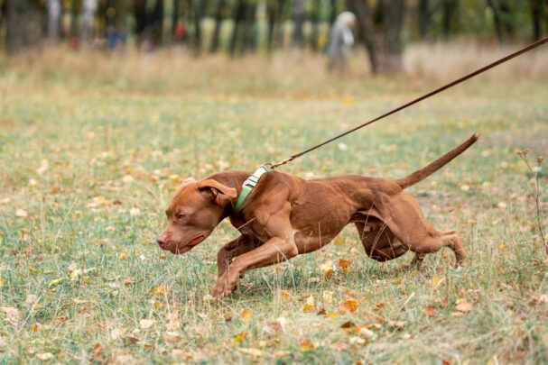 pulling dog, How to Train Your Dog Not to Pull