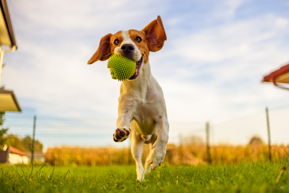 dog running with a ball, How to Teach Your Dog To Fetch