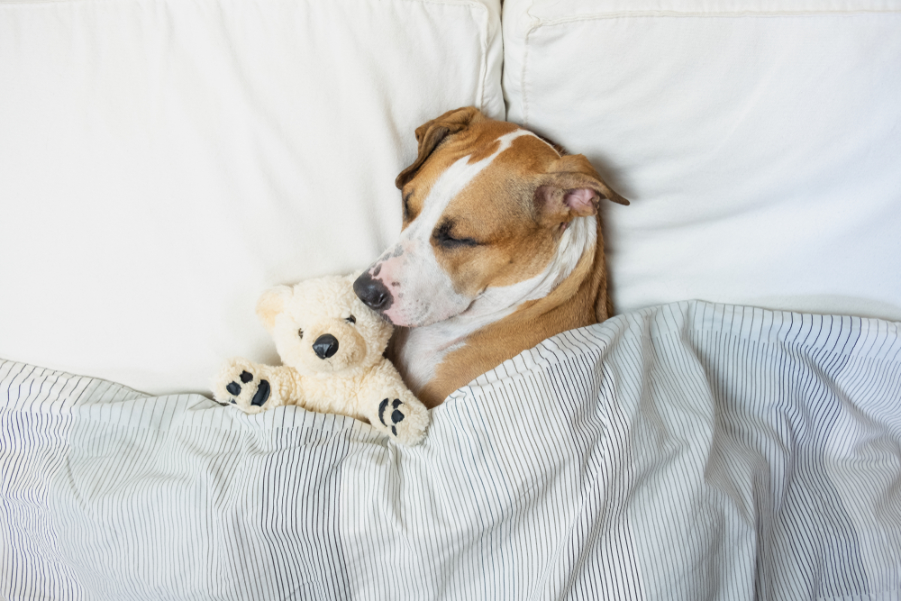 dog sleeping, Should You Let Your Dog Sleep in Your Bed