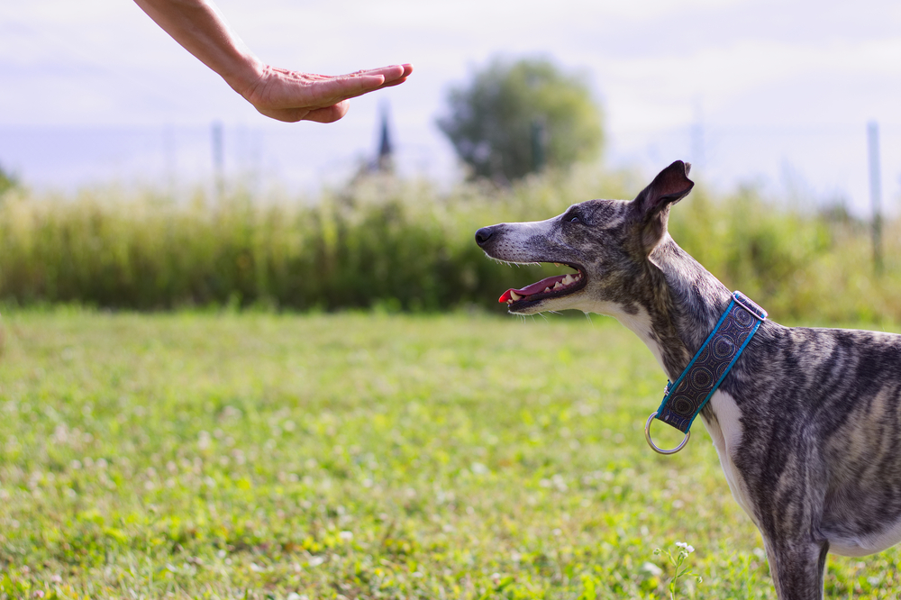 dog staying, How to Train Your Dog: Basic Commands