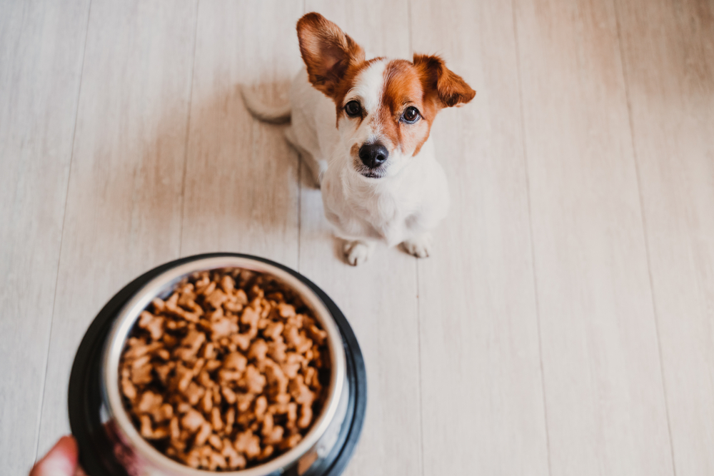 feeding dog, How Often Should You Feed Your Dog