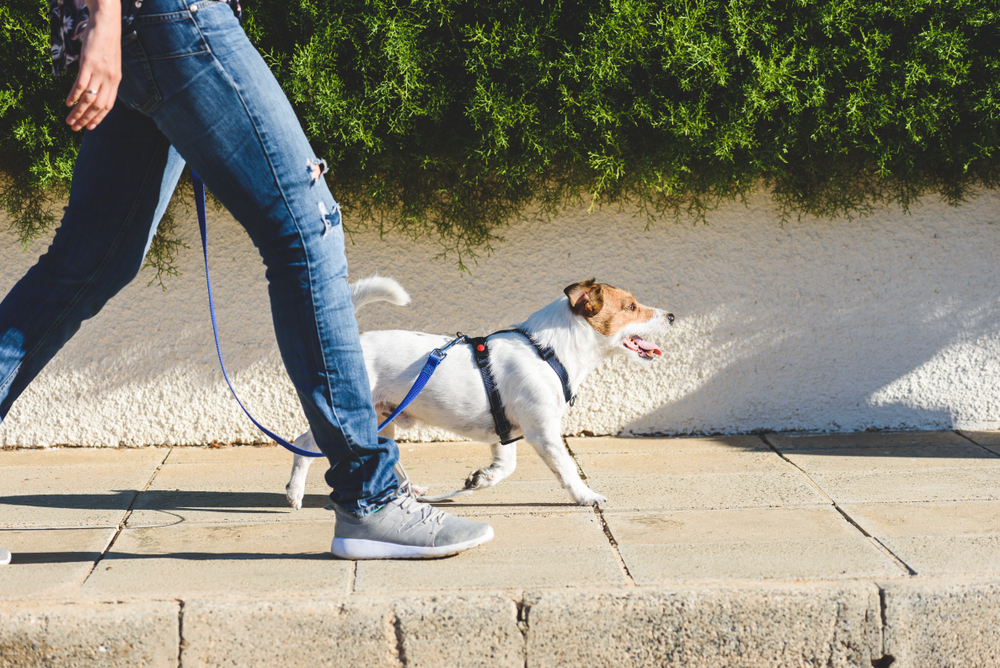 dog walking, How to Take Care of a Dog