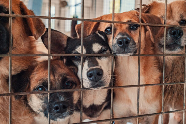 dogs at a shelter, What to Know Before Adopting a Dog From an Animal Shelter