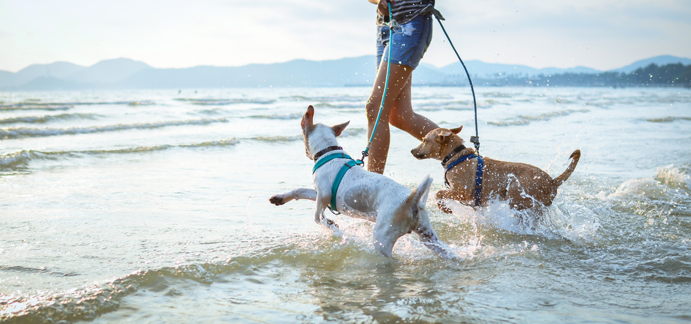 dogs playing at the beach, 9 Activities to Do With Your Dog