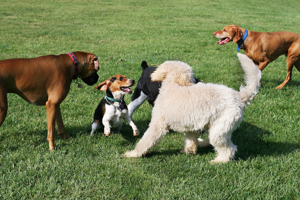 dogs playing outside, Ways to Socialize Your Dog