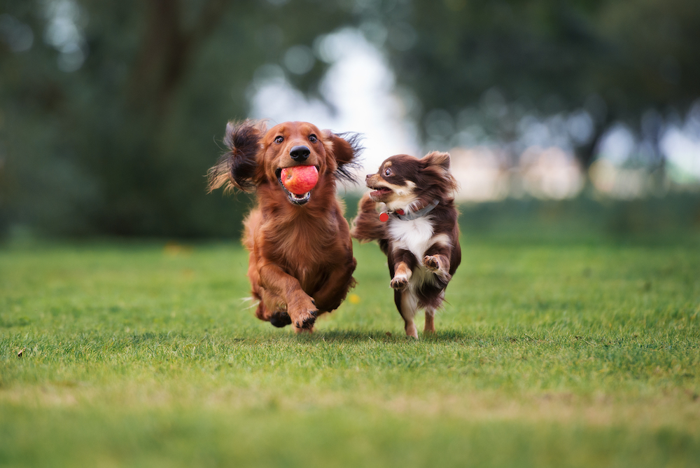 two dogs playing, Ways to Socialize Your Dog