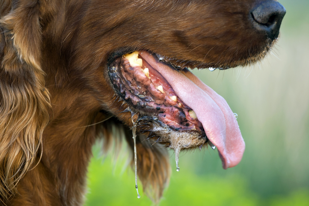 hot drooling dog, How to Recognize and Prevent Your Dog From Overheating