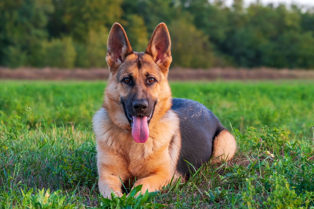 german shepherd, The Top 10 Smartest Dog Breeds