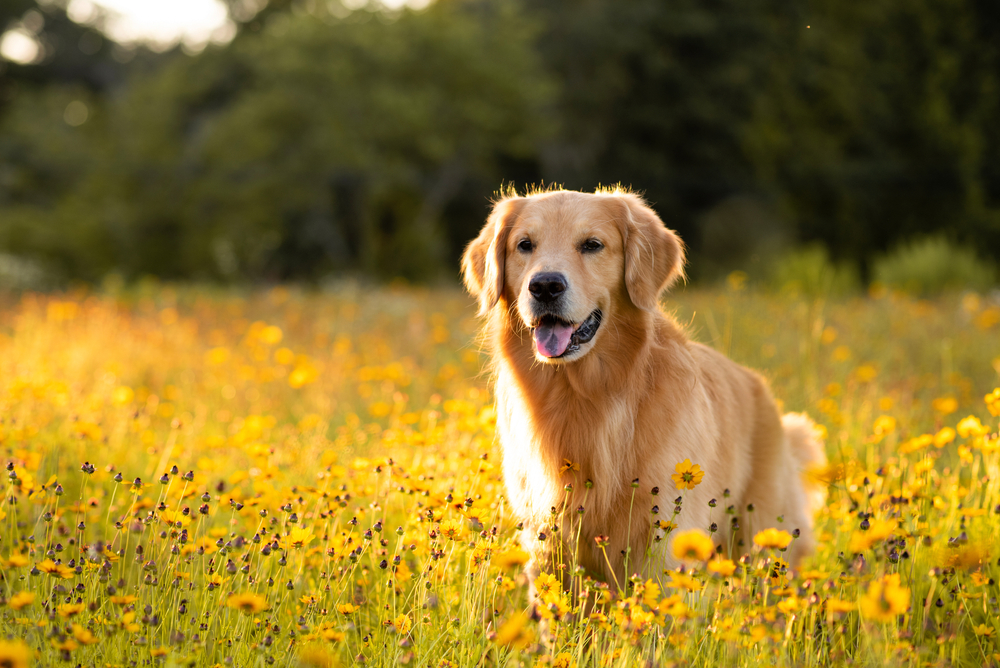 The Top 10 Smartest Dog Breeds