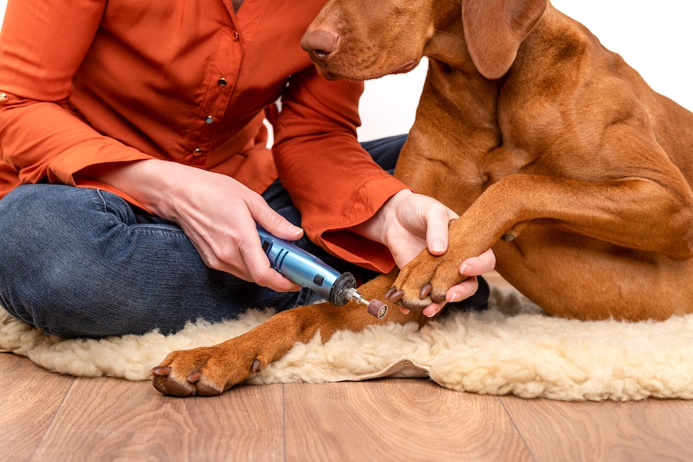 grinding dog nails