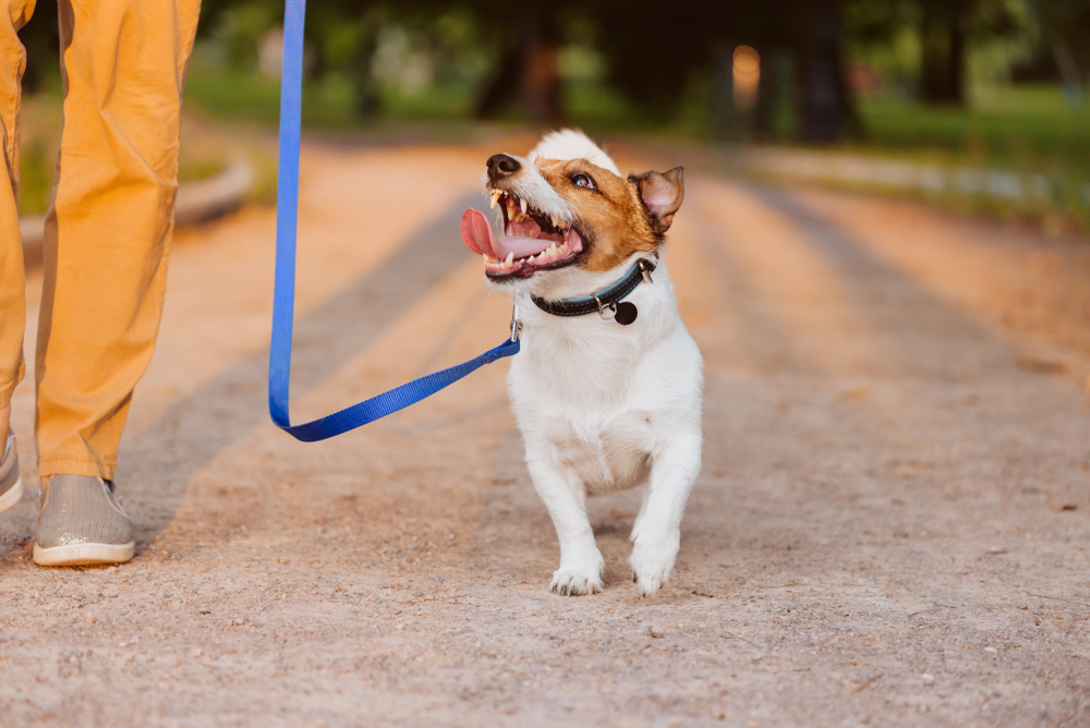 dog looking, How to Train Your Dog Not to Pull