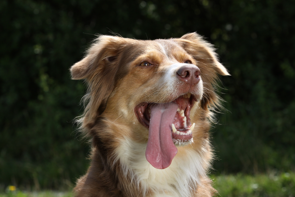 panting dog, How to Recognize and Prevent Your Dog From Overheating