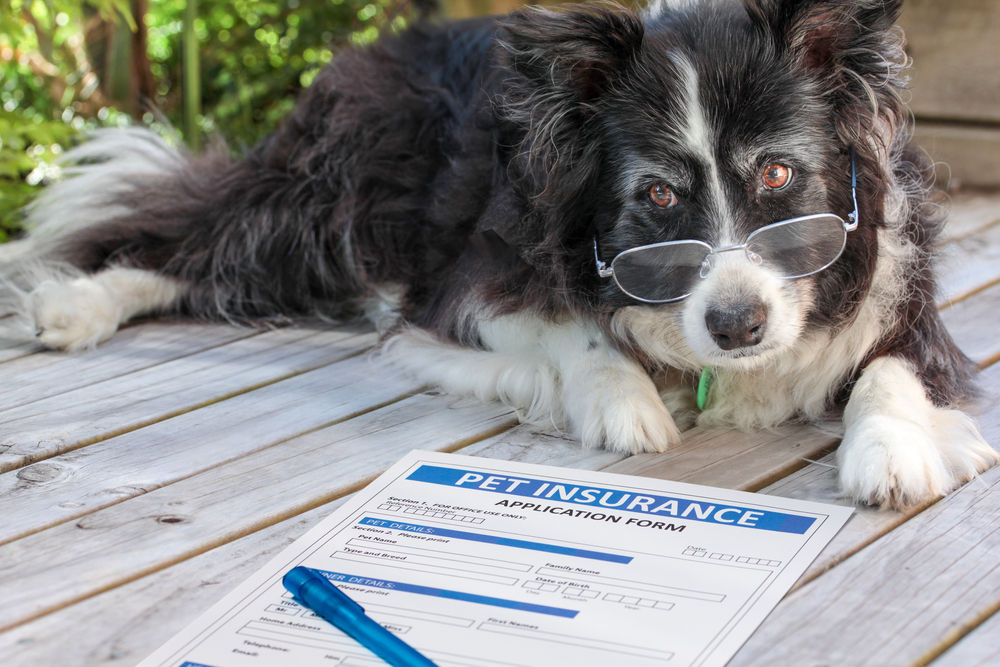 pet insurance, How Often Should You Take Your Dog to the Vet?