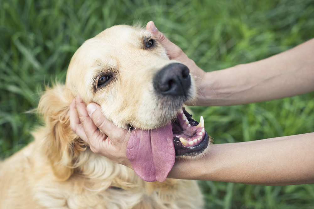 The Benefits of Petting Your Dog