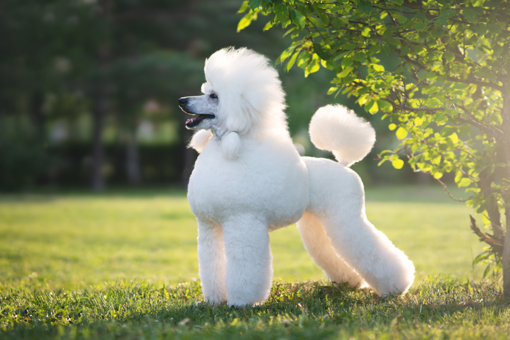 poodle, The Top 10 Smartest Dog Breeds