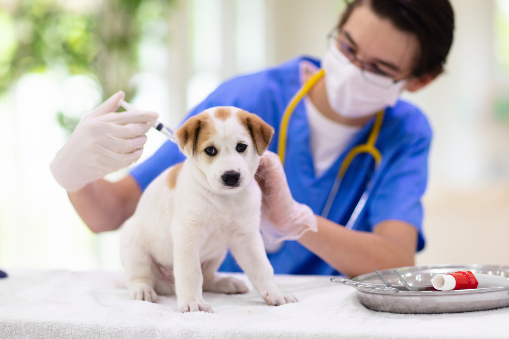 puppy getting a shot, How Often Should You Take Your Dog to the Vet?