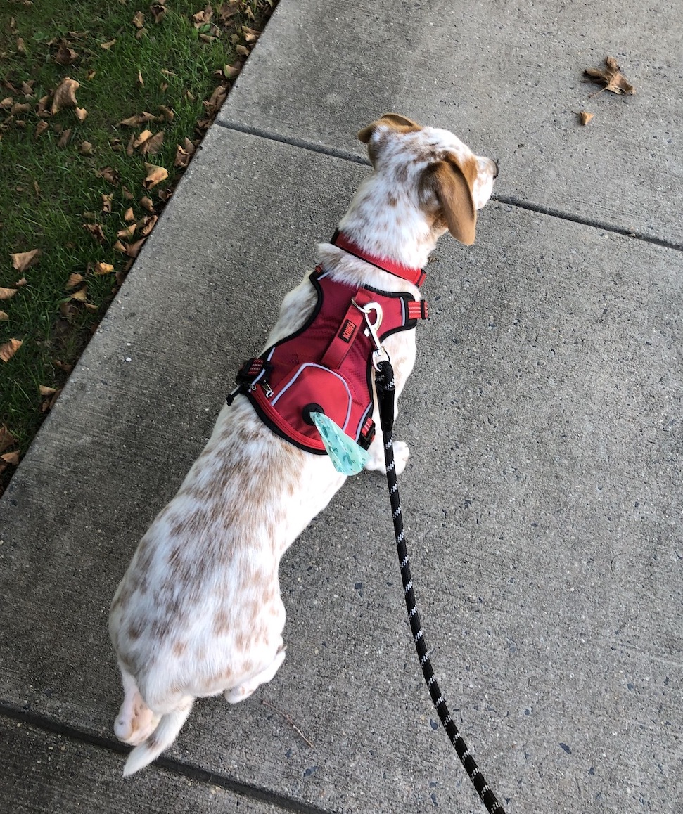 How to Walk Your Puppy All About Mutts