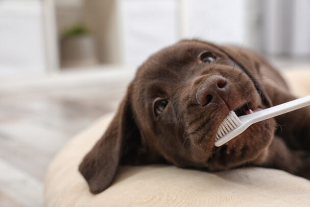 puppy with a toothbrush, How to Brush Your Dog's Teeth