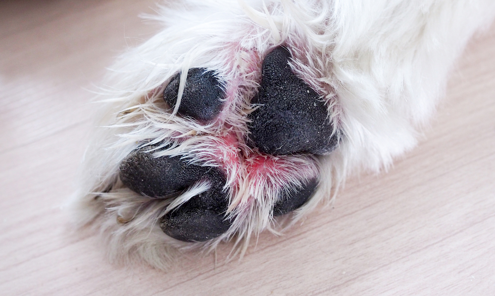 red itchy dog paw, why does your dog lick their paws