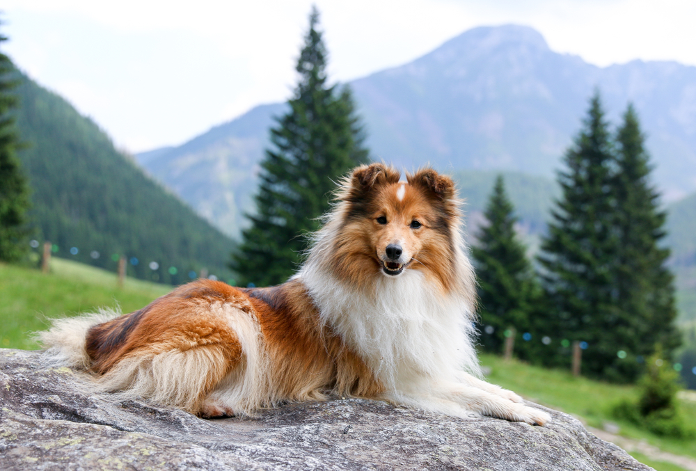 The Top 10 Smartest Dog Breeds