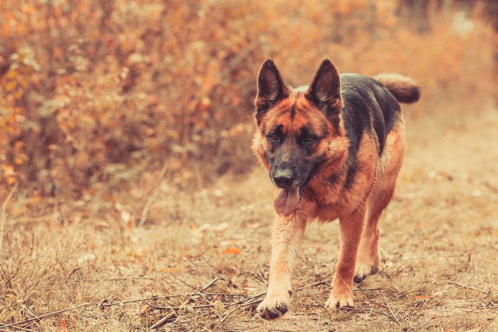 dog walking in woods, How to Train Your Dog: Basic Commands