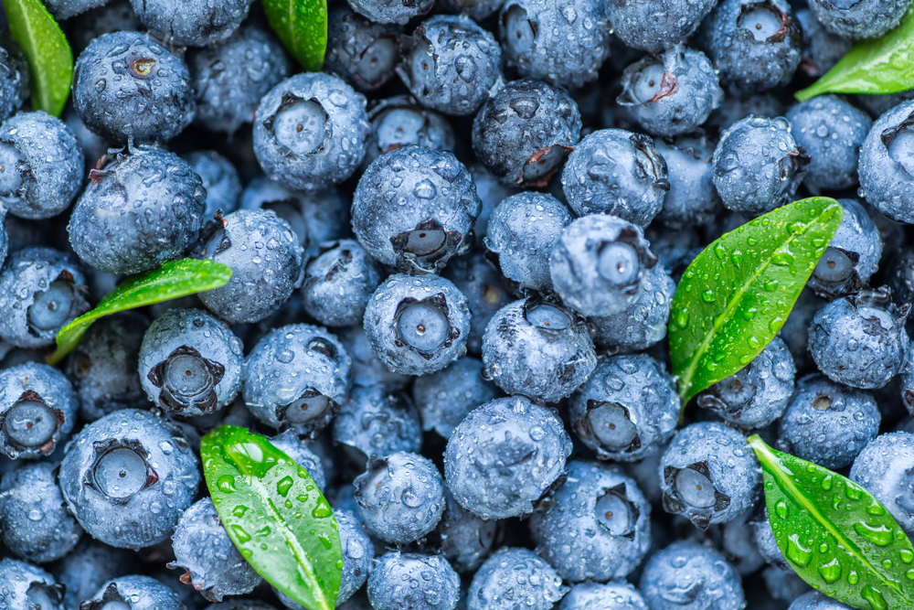 blueberries, Dog Superfoods: 10 Healthy Treat Alternatives