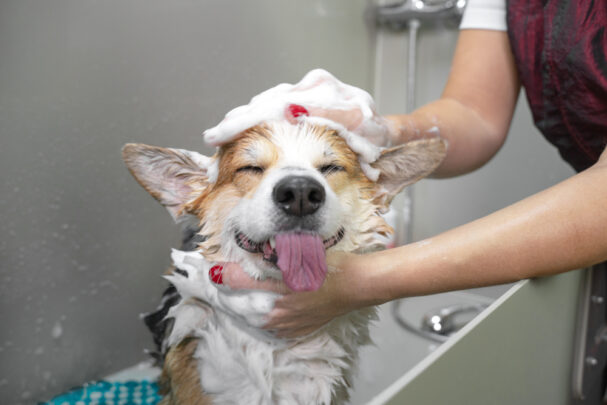 dog bath, How Often Should You Bathe Your Dog