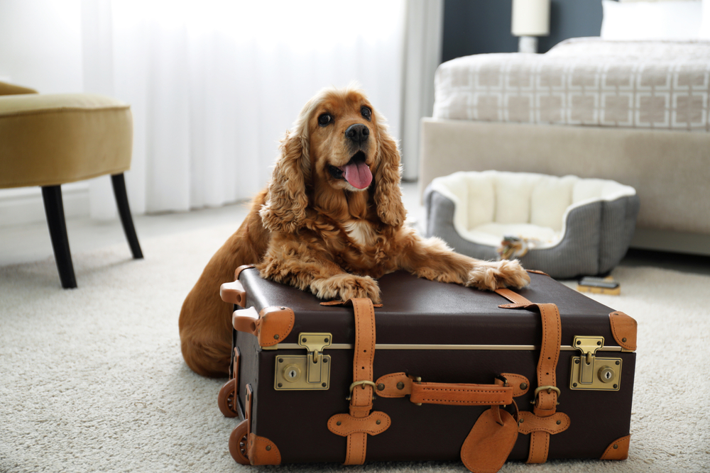 dog at a hotel, How to Find Dog Friendly Hotels