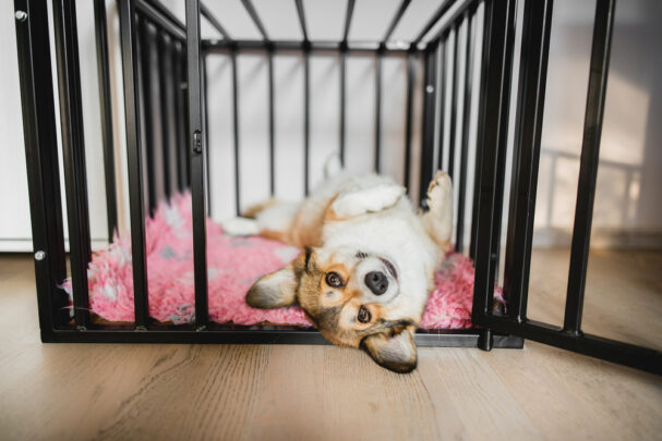 dog in crate, how to crate train your puppy