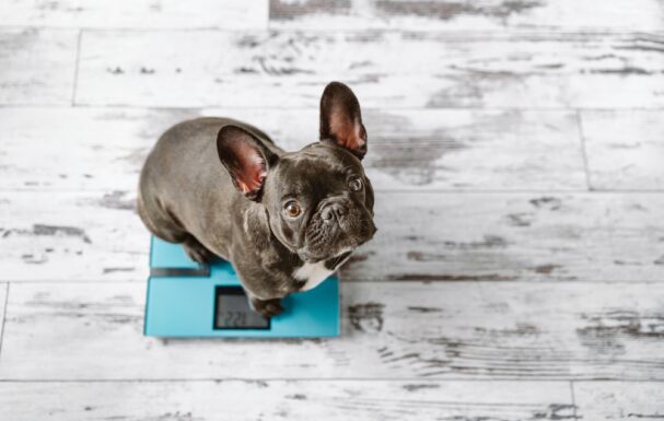 dog on scale, How to Maintain Your Dog's Healthy Weight