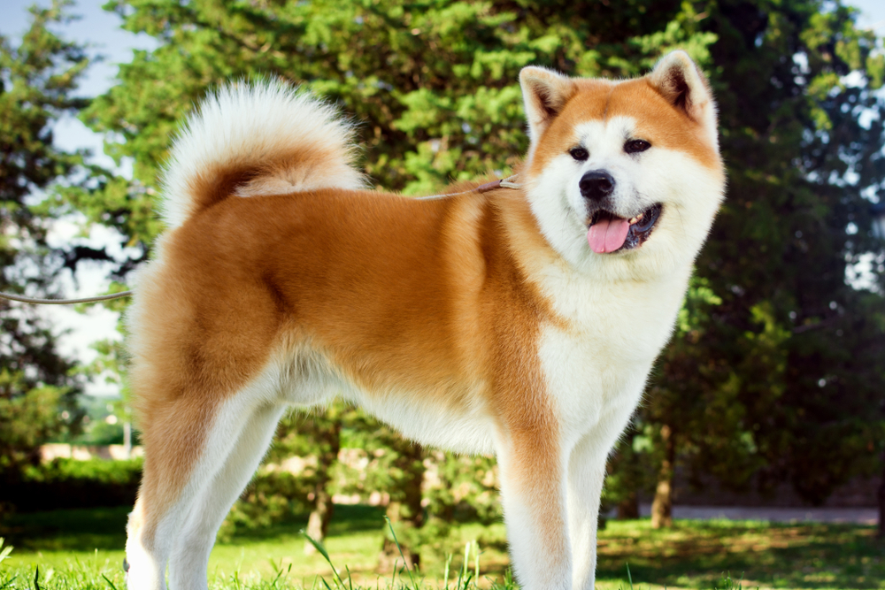 akita, dogs not for first time owners