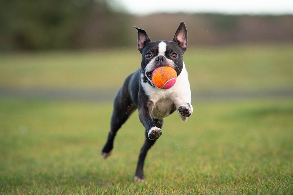 boston terrier, dogs for first time owners