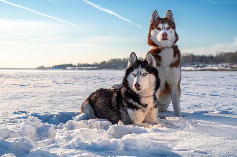 huskies, dogs not for first time owners