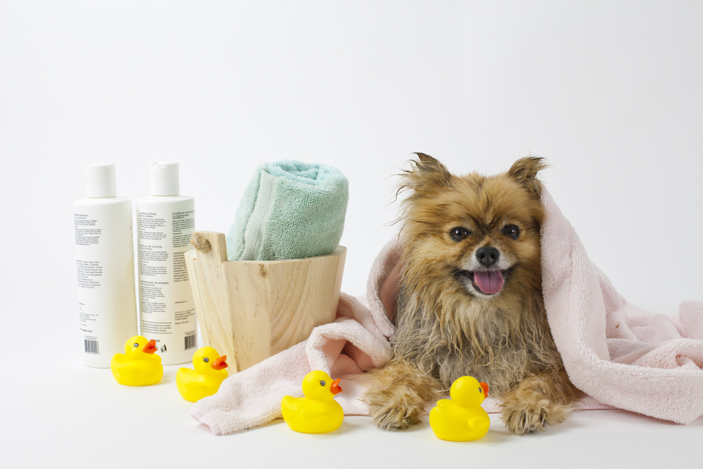 Pomeranian after bath, bath stuff for dogs - How to Give Your Dog a Bath