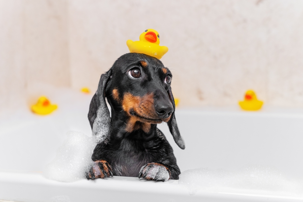 dog getting a bath - How to Give Your Dog a Bath