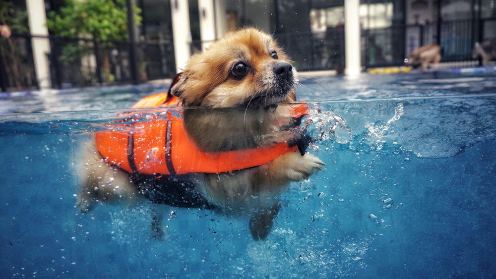 dog swimming in swimming pool, how to teach your dog to swim